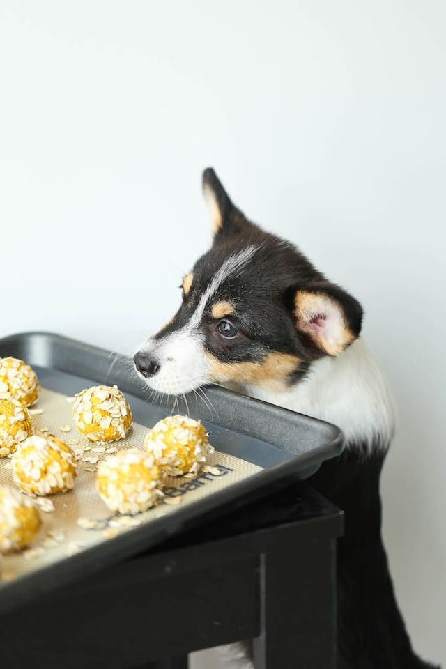 Dog looking at tray full of delicious peanut butter treats