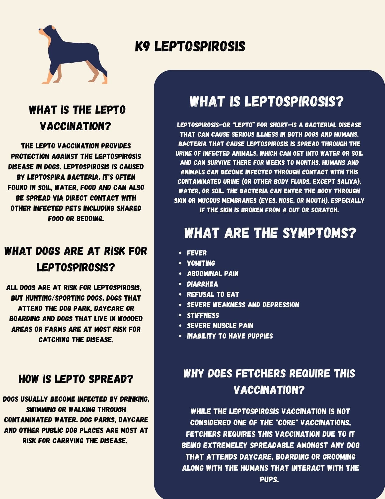 Poster image displaying info about K9 Leptospirosis 