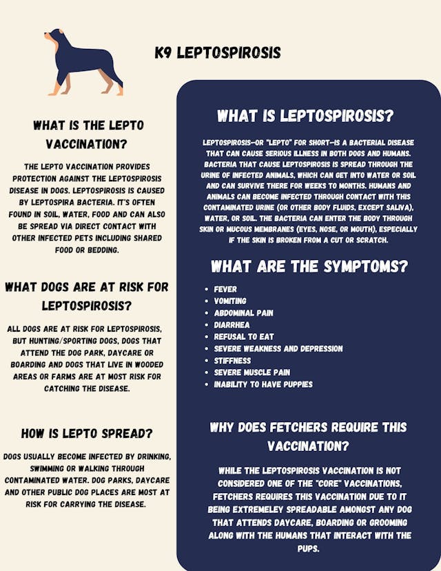 Poster image displaying info about K9 Leptospirosis 