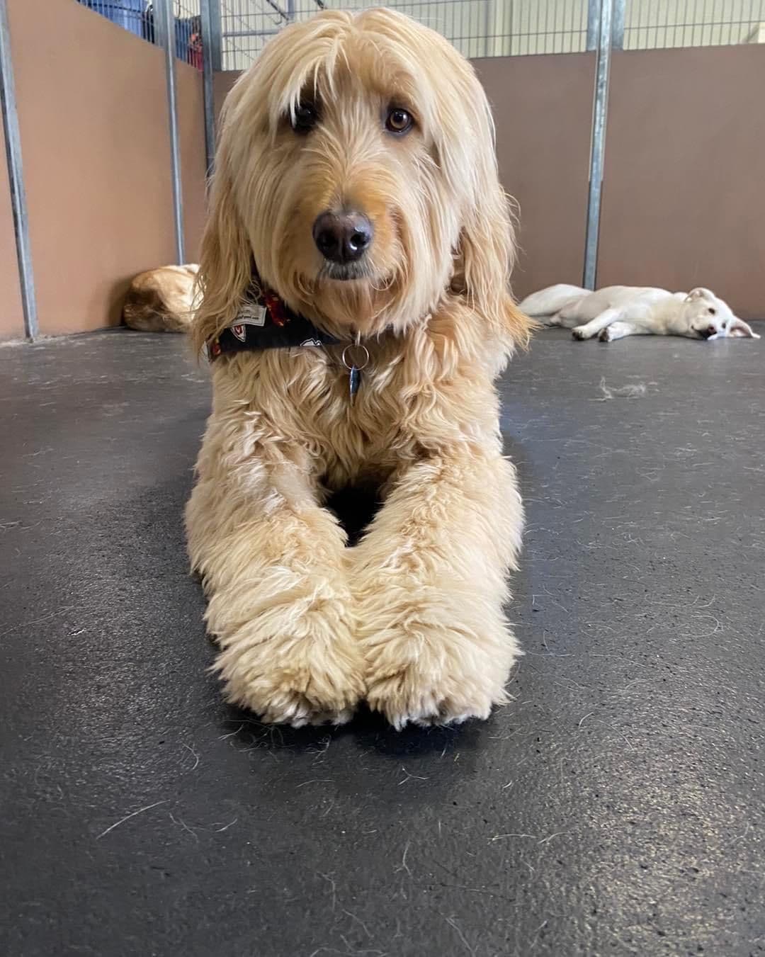 Hudson the doodle laying down 