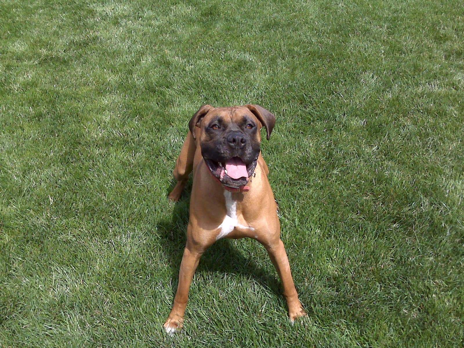 Boxer Dog Breed