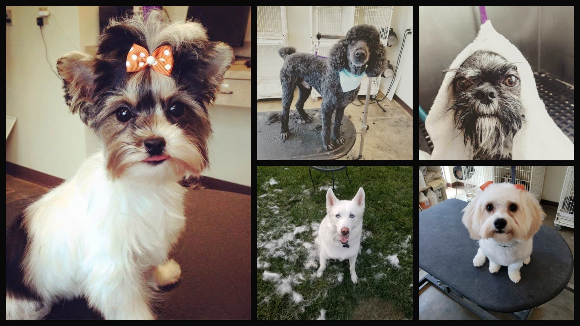Dogs being pampered