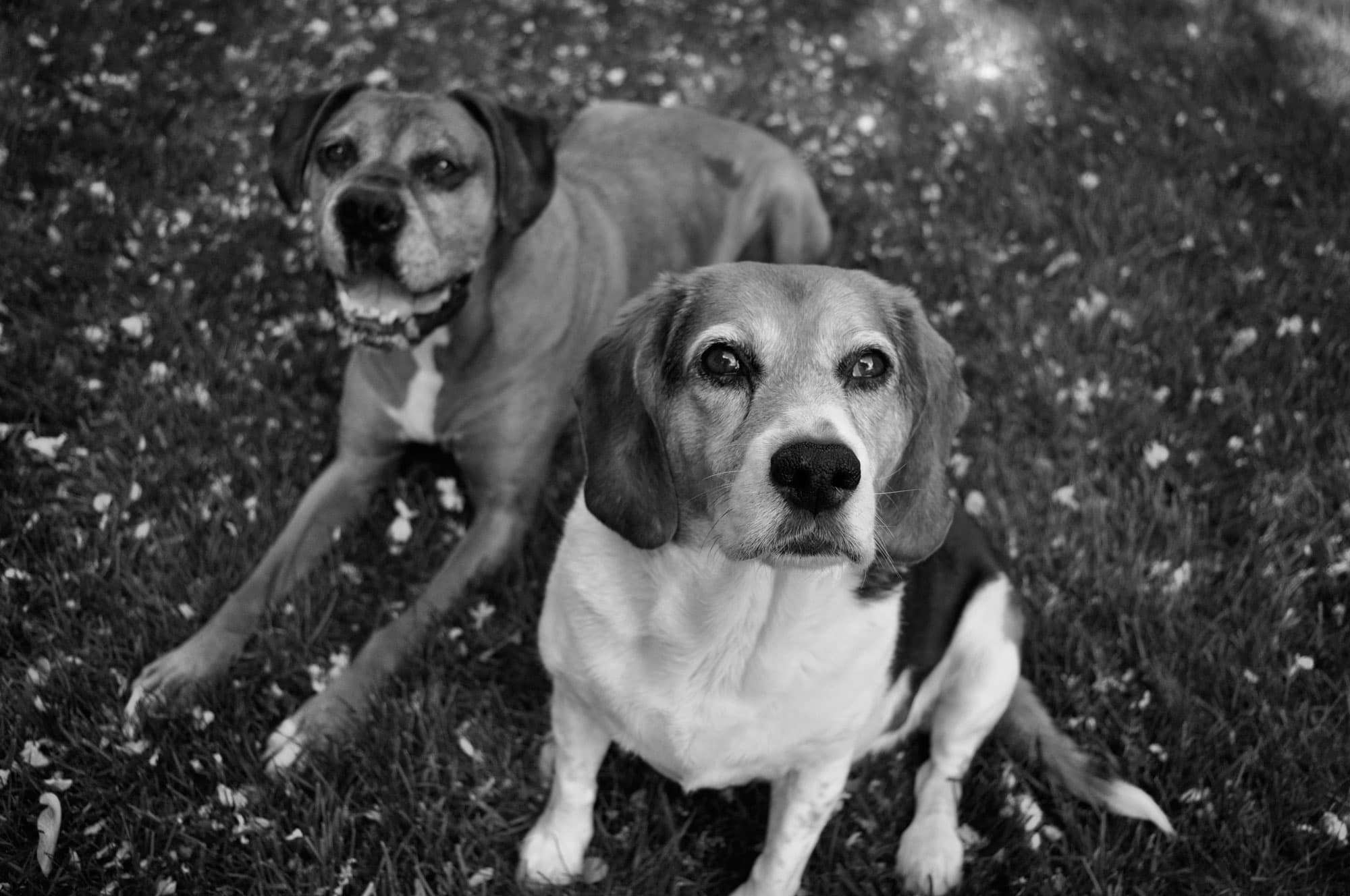 Two Dogs Sitting